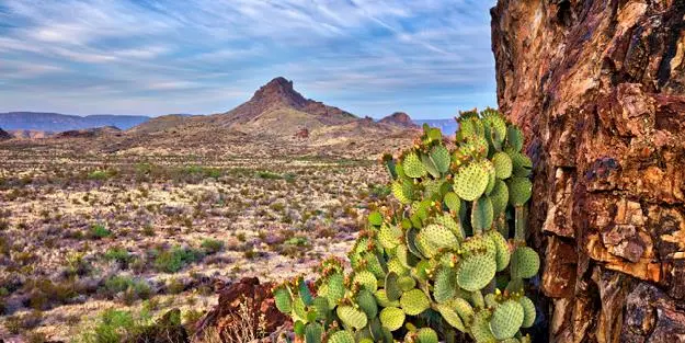 Texas Chicken menu with crispy fried chicken, burgers, and sides